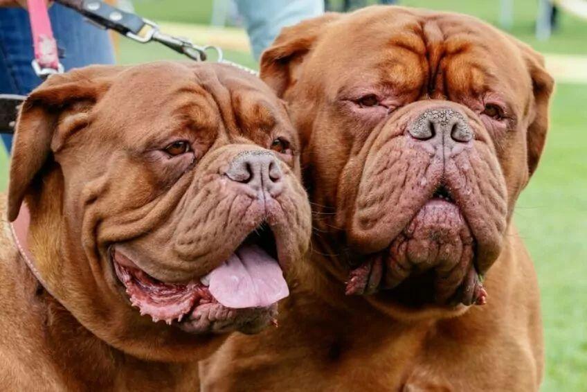dogue de bordeaux