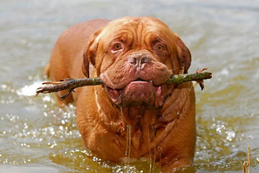 dogue de bordeaux