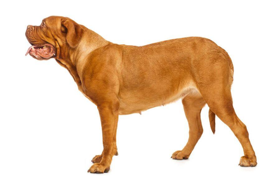 dogue de bordeaux
