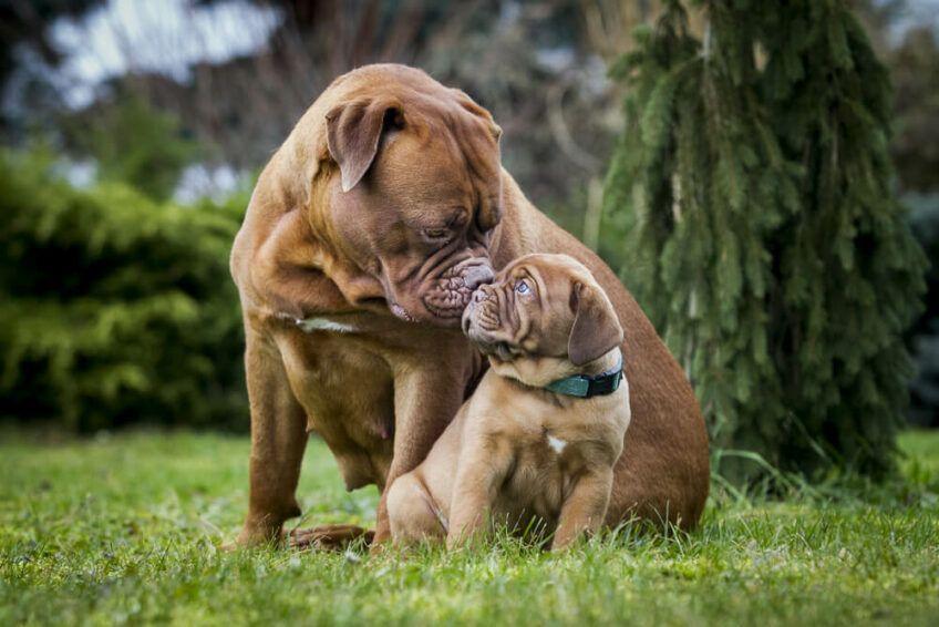 dogue de bordeaux