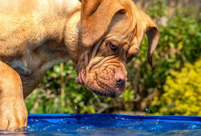 dogue de bordeaux