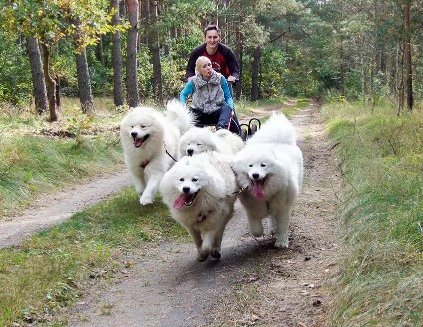 Samojedy w zaprzęgu