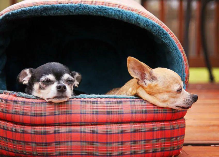Dwie chihuahuy w budce