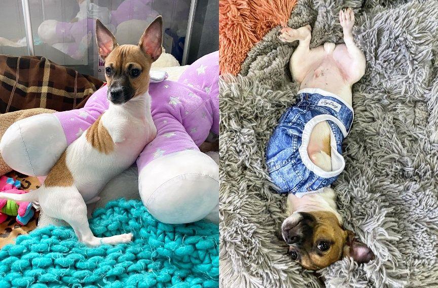 dwułapek chihuahua joey