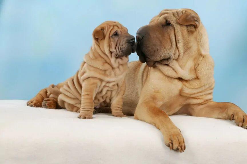 psy shar pei jak Tomm Tennent