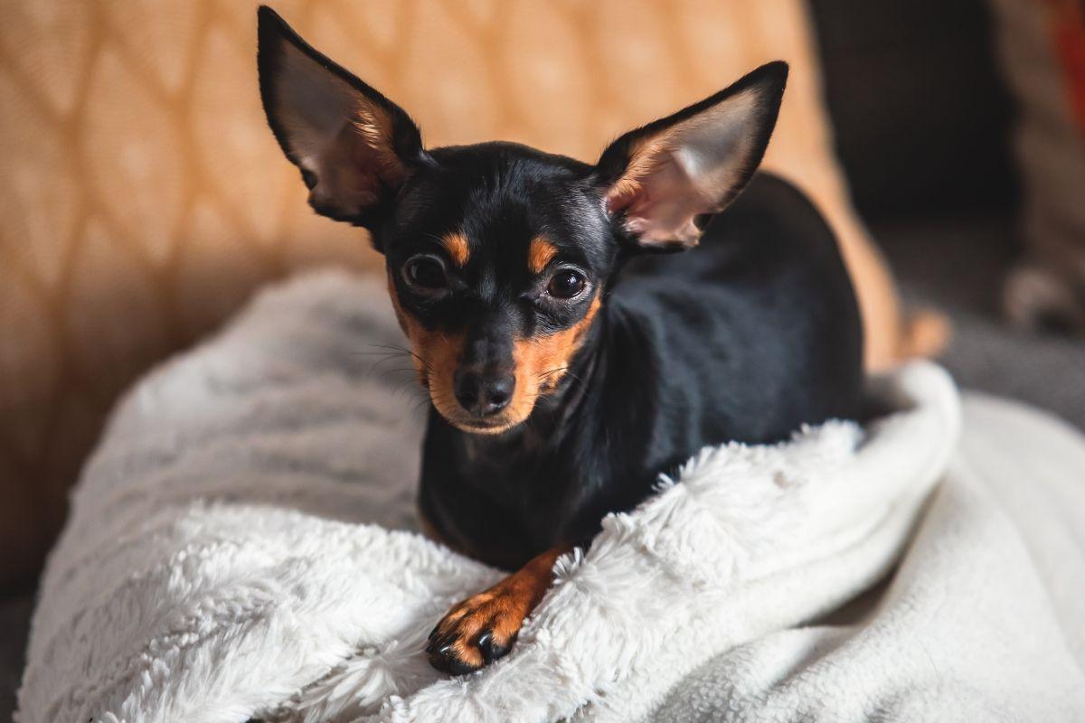english toy terrier rasa