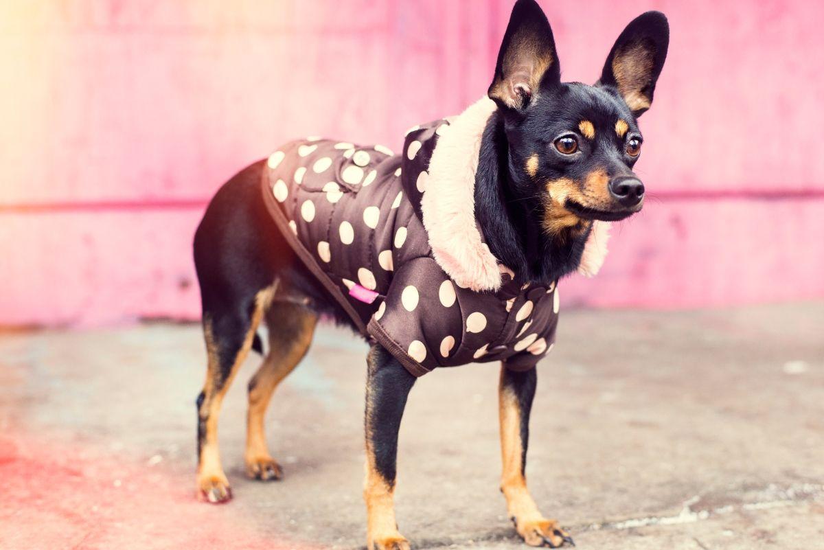 english toy terrier w ubranku