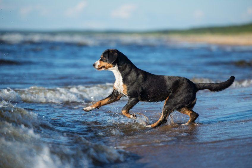 Entlebucher wbiegający do morza