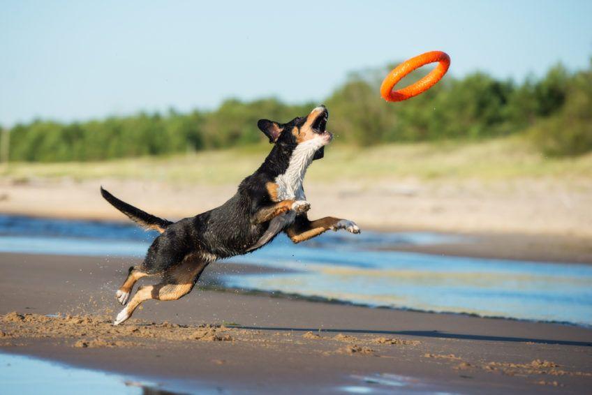 Entlebucher skaczący za ringiem na plaży