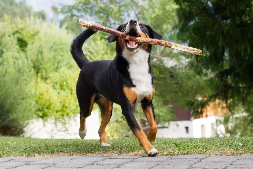 Entlebucher biegnący z patykiem w pysku