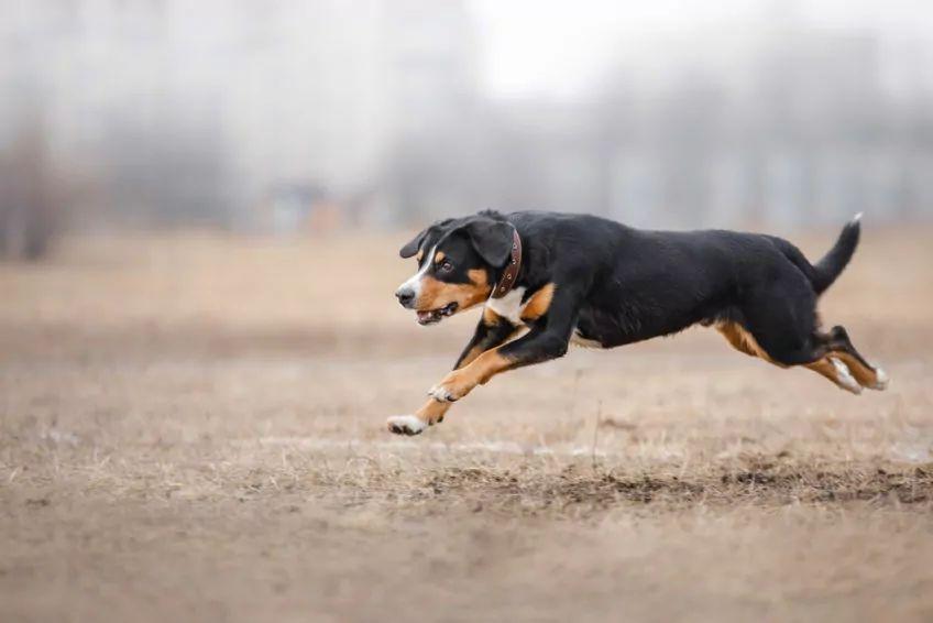 Entlebucher w cwale