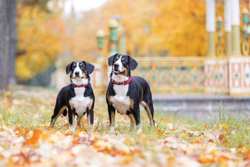 Dwa psy rasy Entlebucher z czerwoną obrożą