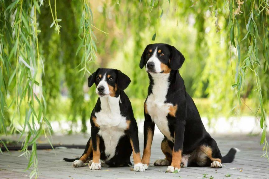 Entlebucher - dwa siedzą pod drzewem