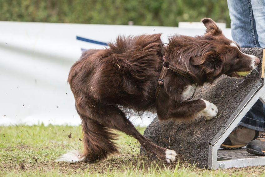 flyball