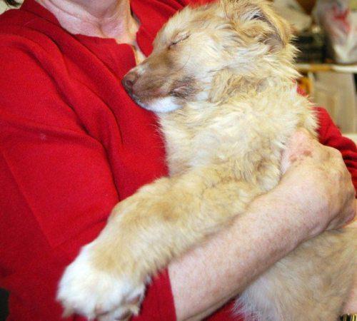 francis-the-dog-coma-1.jpg