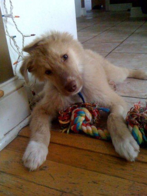 francis-the-dog-coma-21.jpg