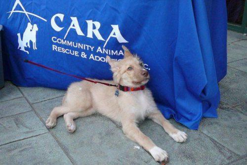 francis-the-dog-coma-28.jpg