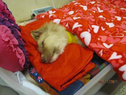 francis-the-dog-coma-3.jpg