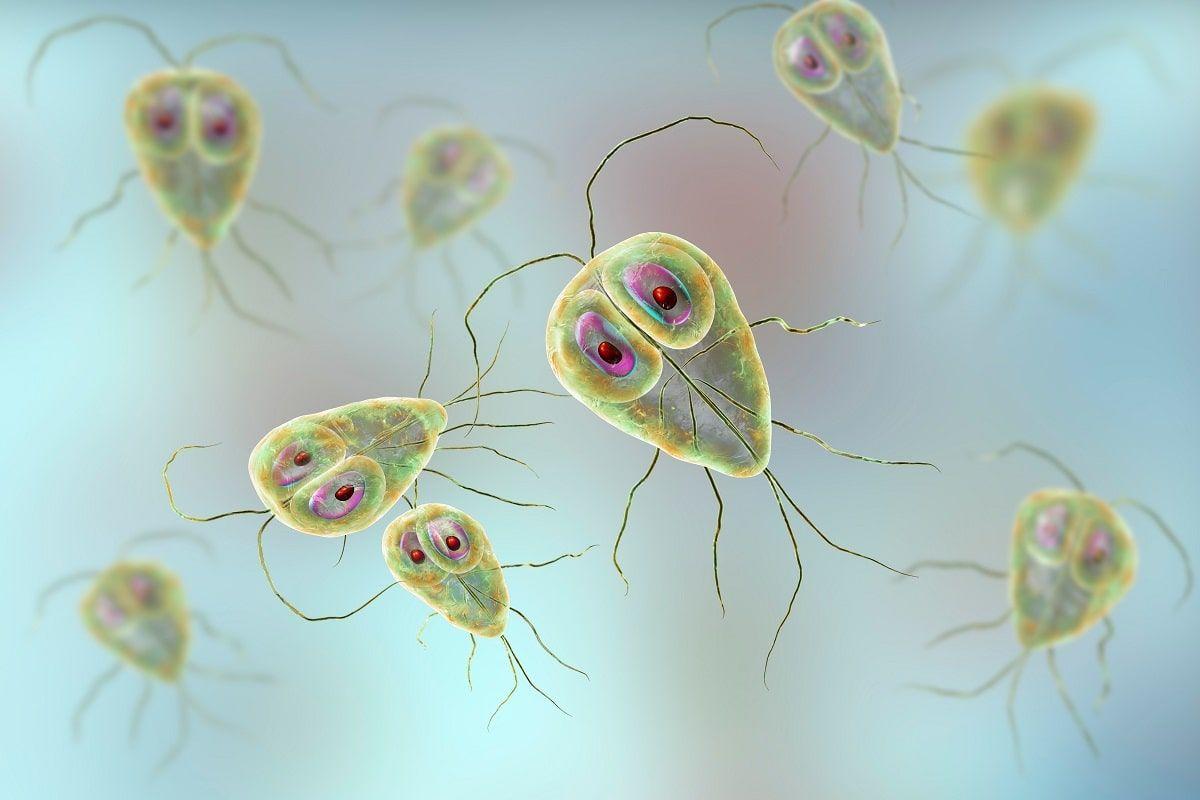 giardia u psów