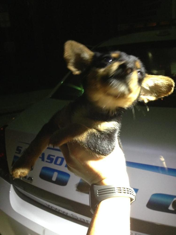 gizmo_puppy_2.jpg