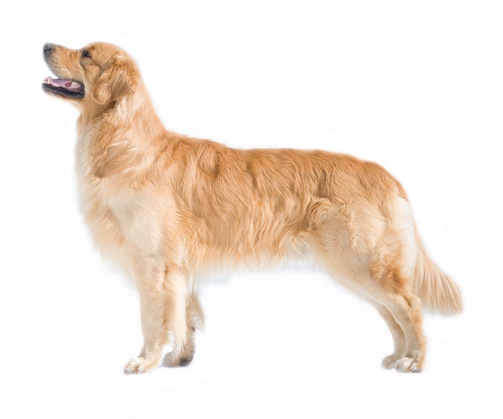 golden czy labrador