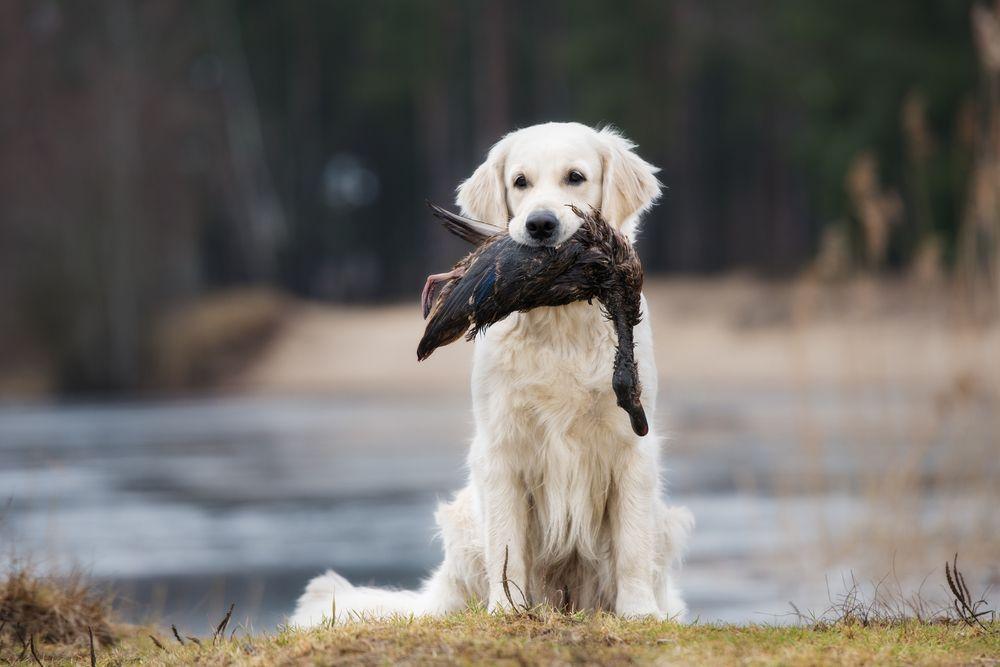 golden retriever 10.jpg