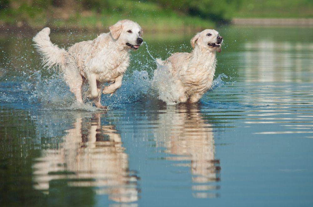 golden retriever 11.jpg