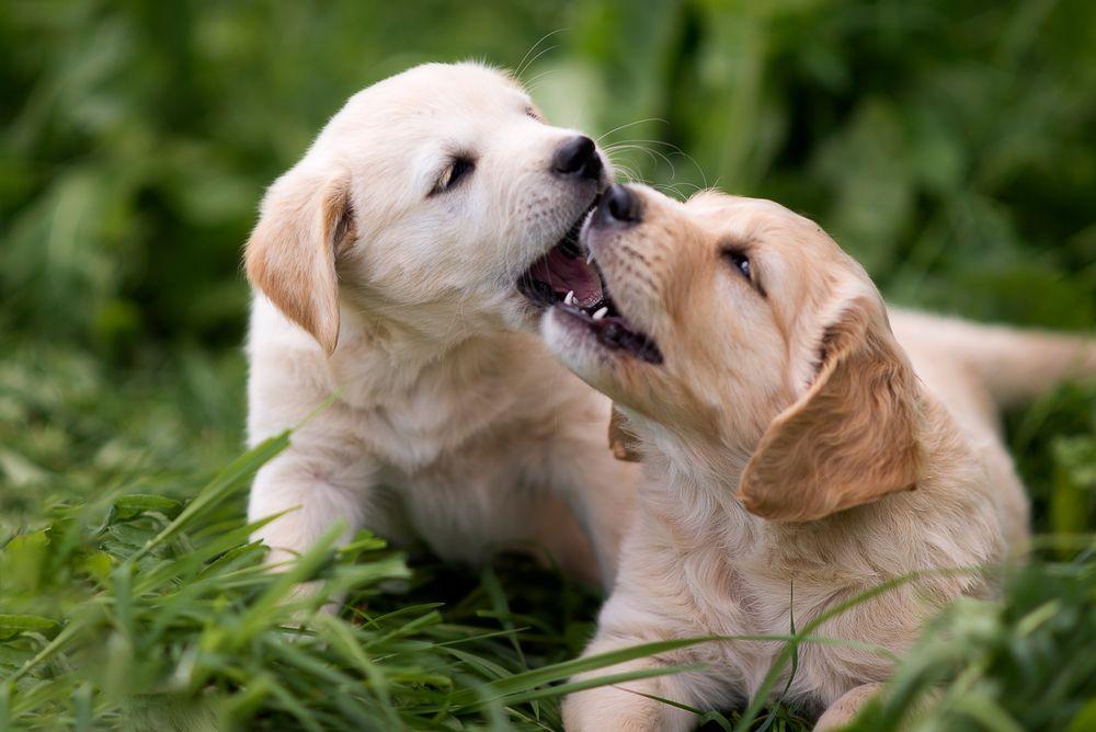 golden retriever 12.jpg