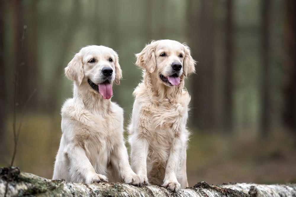 golden retriever 14.jpg
