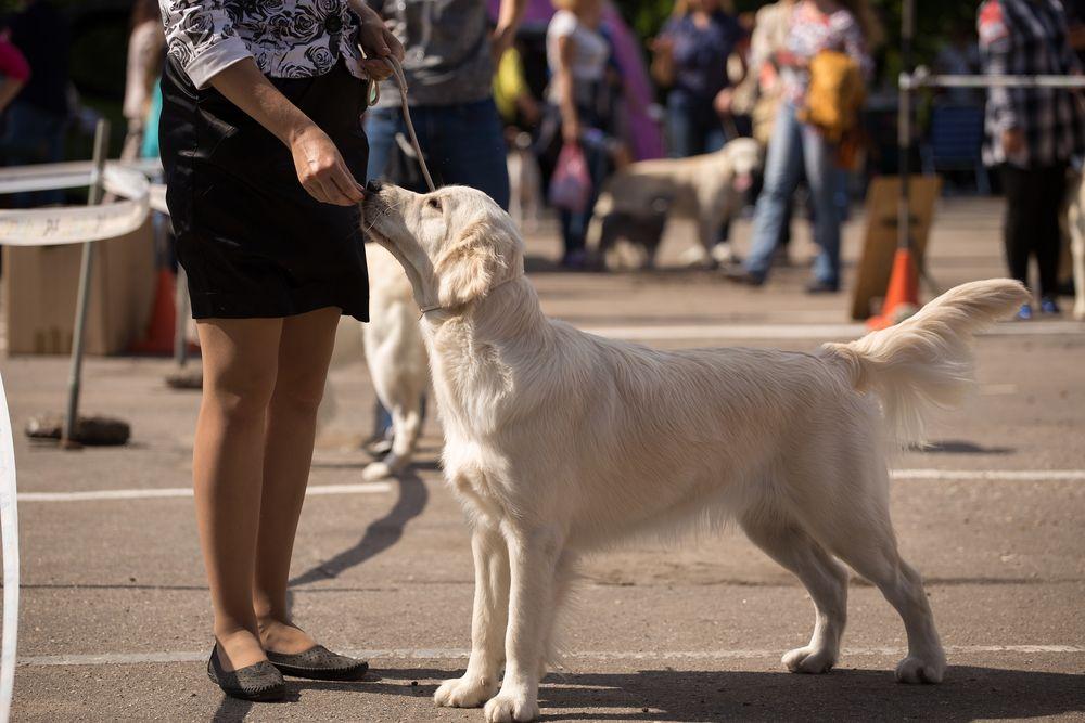 golden retriever 15.jpg