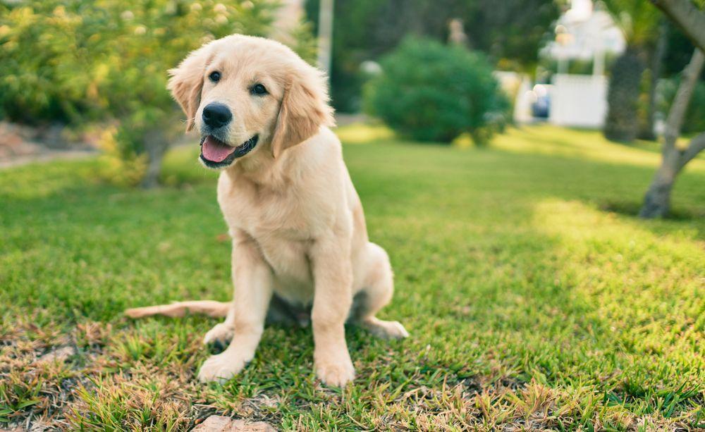 golden retriever 16.jpg