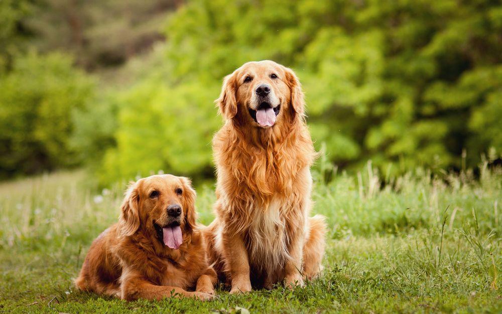 golden retriever 4.jpg