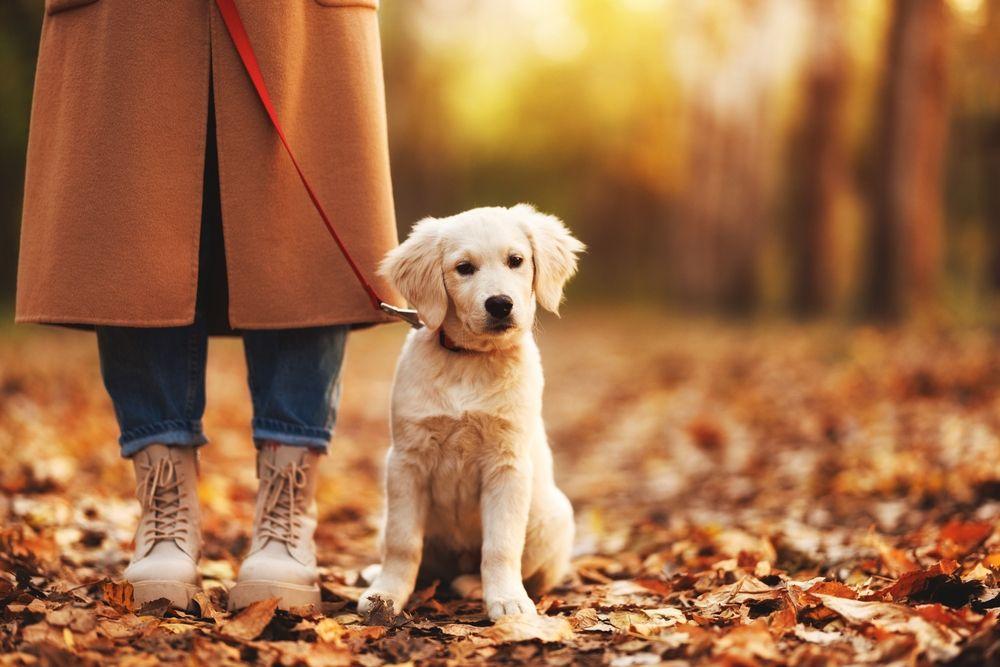 golden retriever 5.jpg