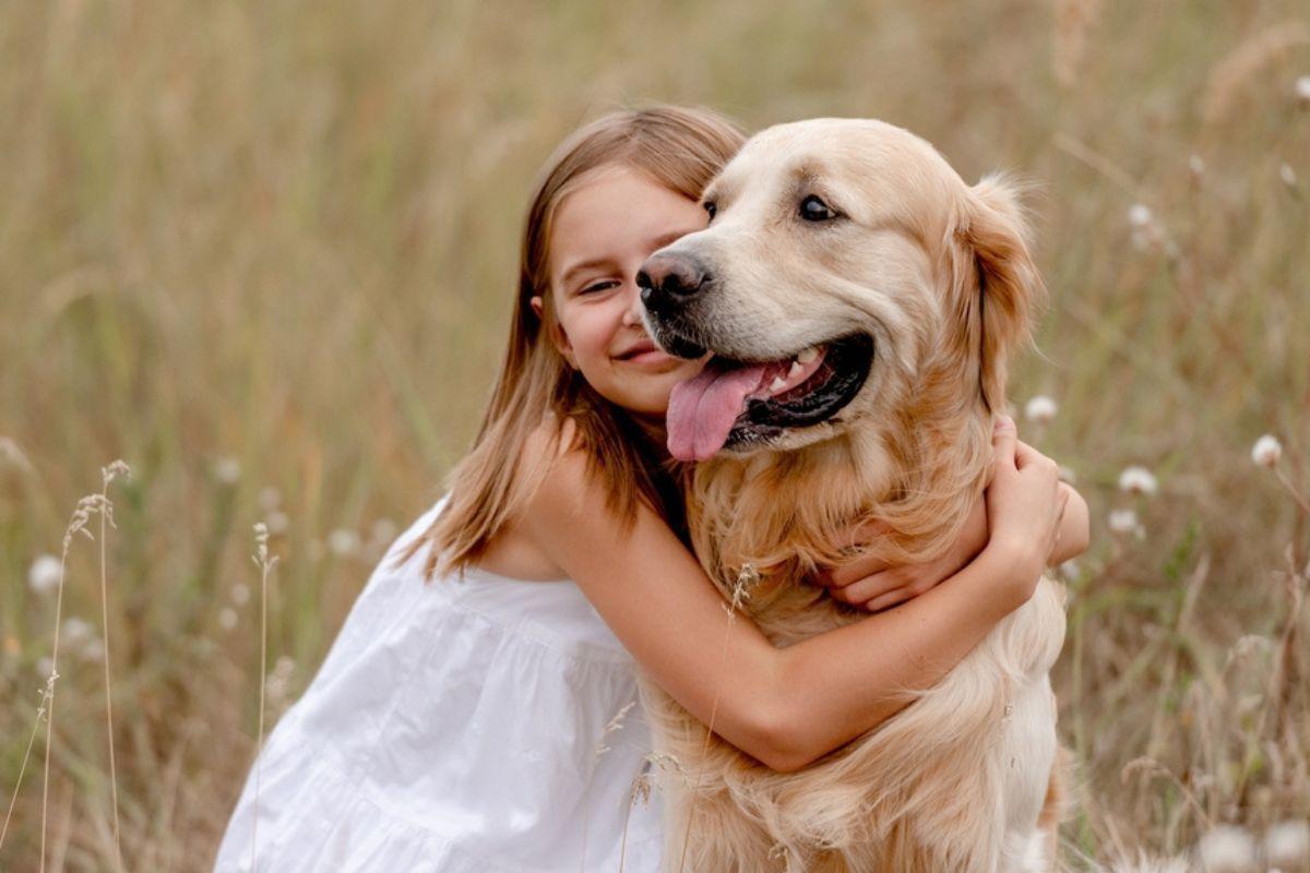 golden retriever 