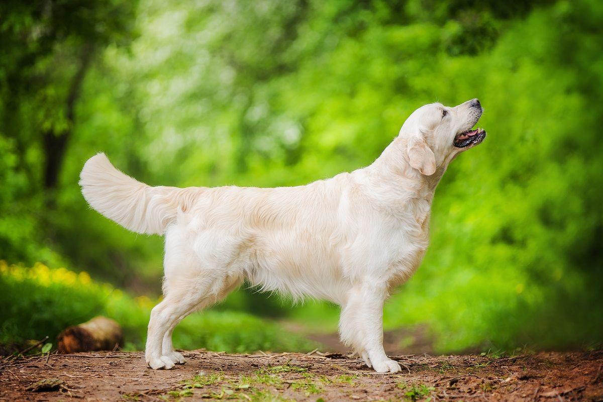 golden retriever 6.jpg
