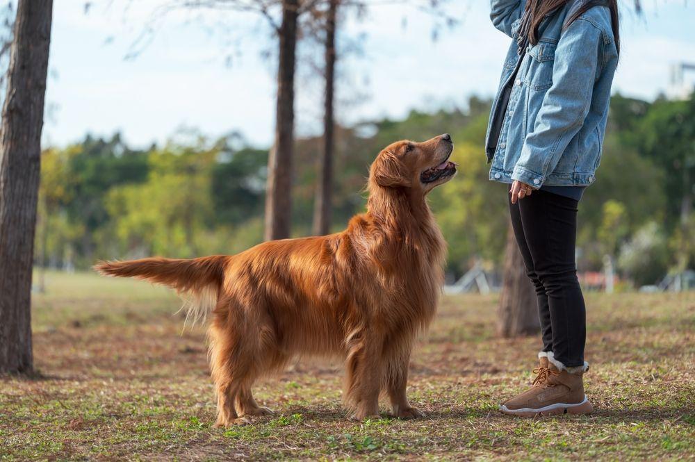 golden retriever 8.jpg