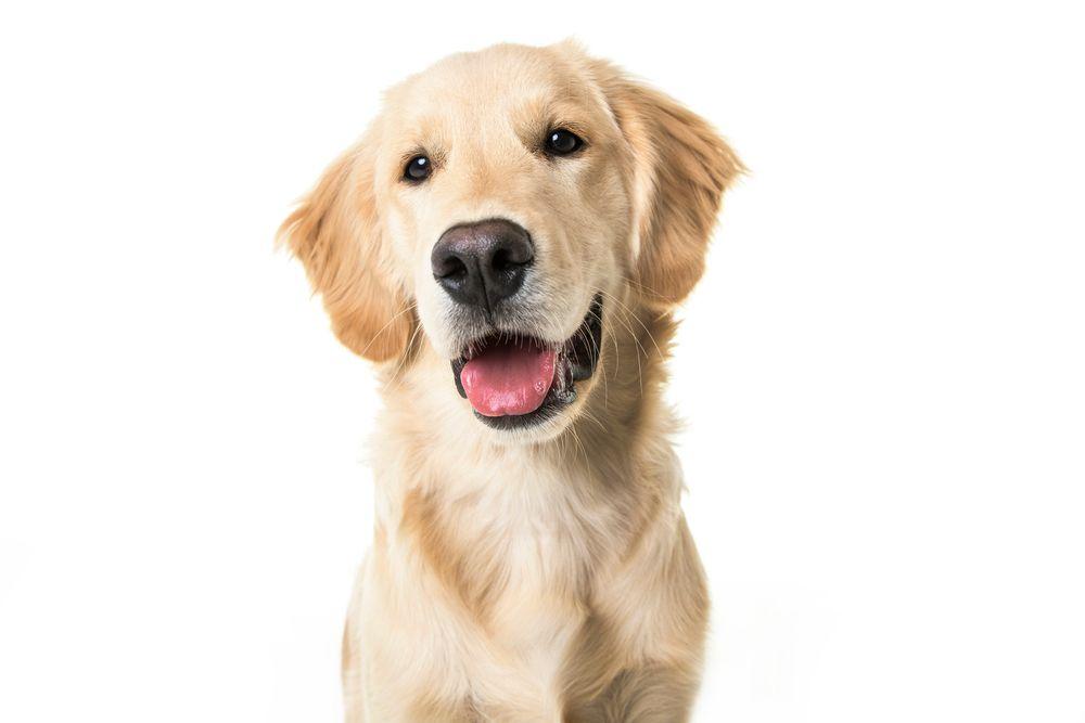 golden retriever.jpg