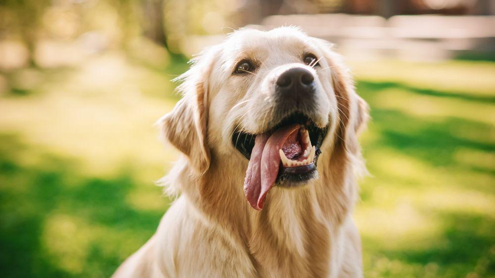 golden retriever 9.jpg