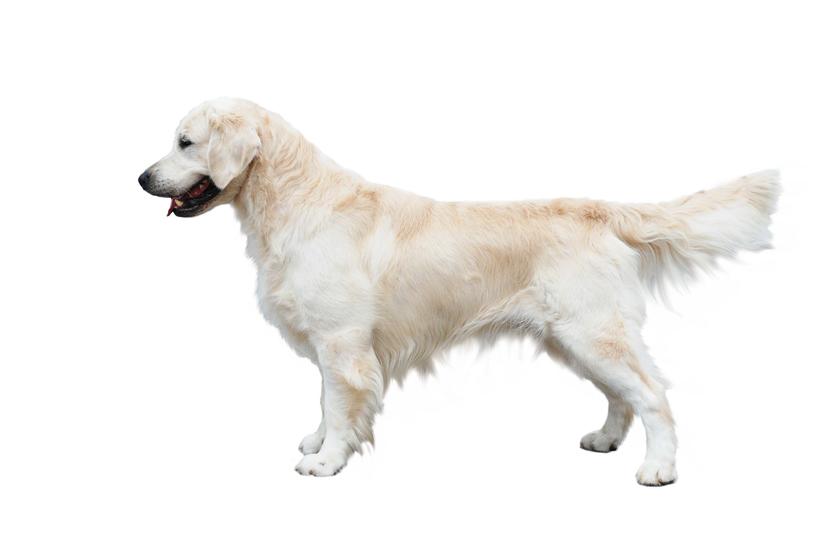 golden_retriever.jpg