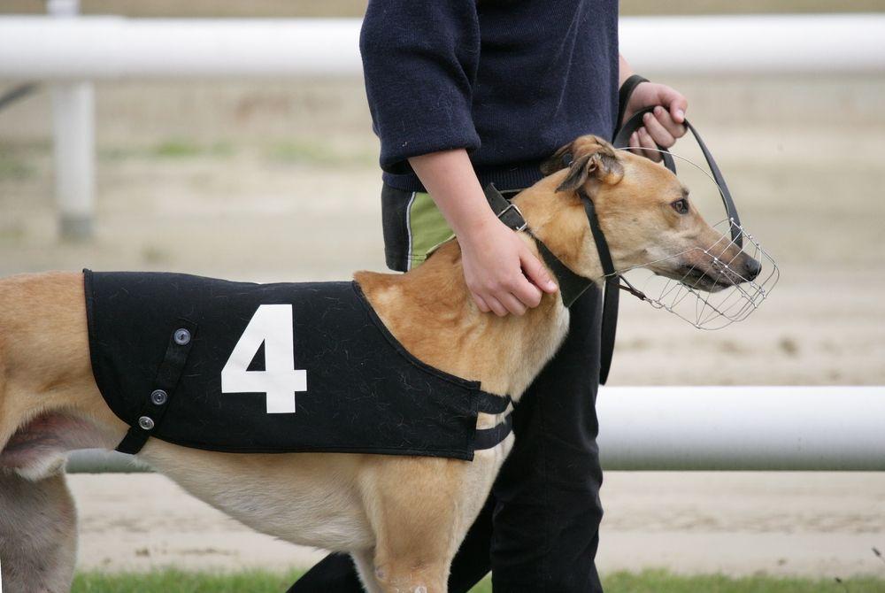 greyhound 4.jpg