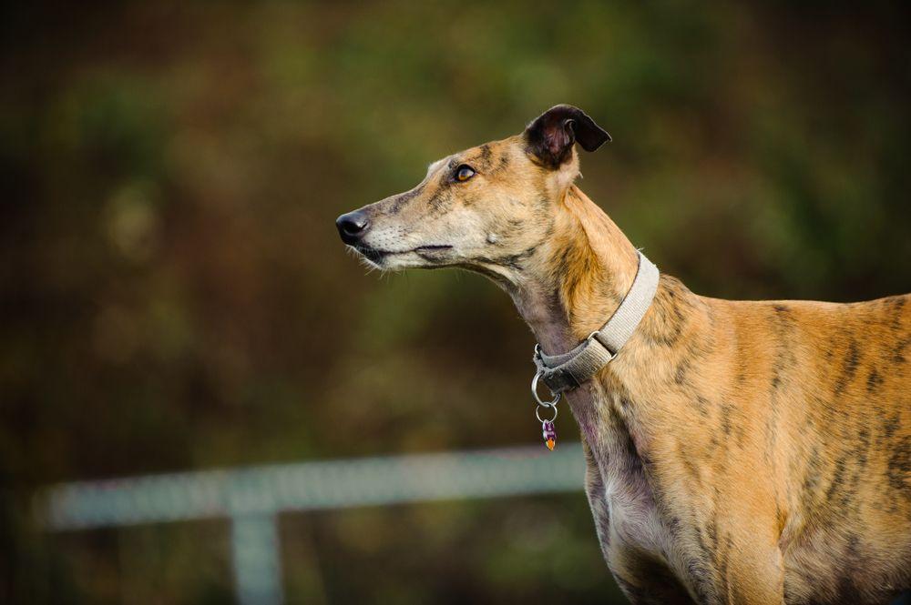 greyhound 6.jpg