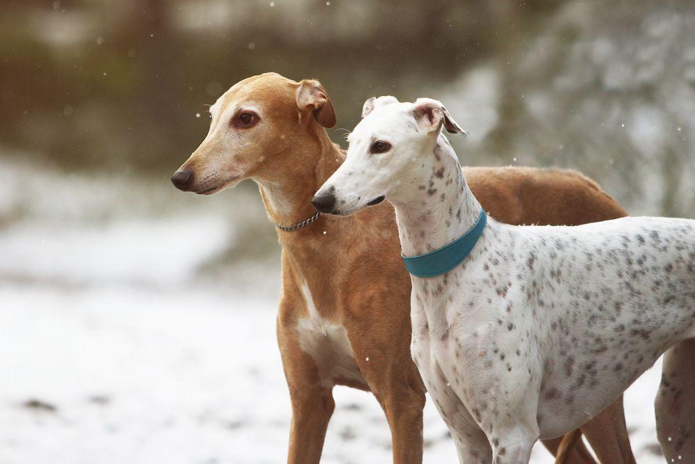greyhound 9.jpg