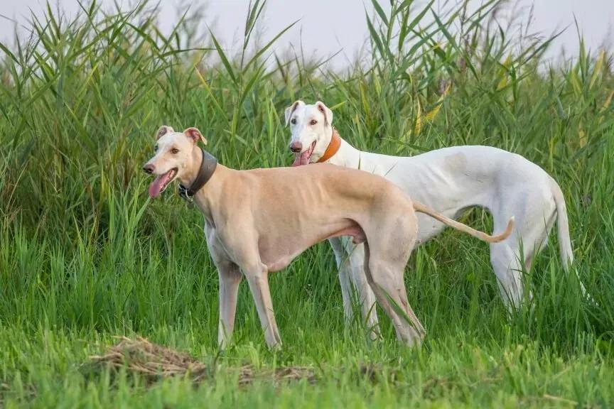 greyhound-najszybsze-psy-świata.webp