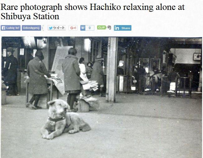 hachiko.jpg