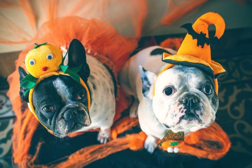 halloween z psem