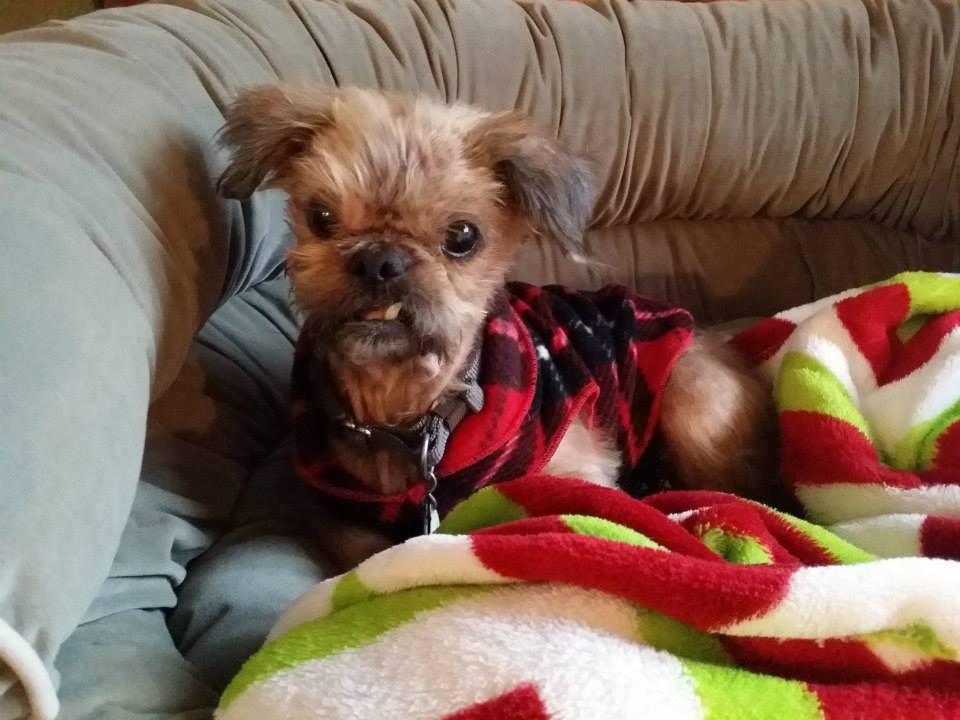 hermey_odh_adopted_03jpg.jpg