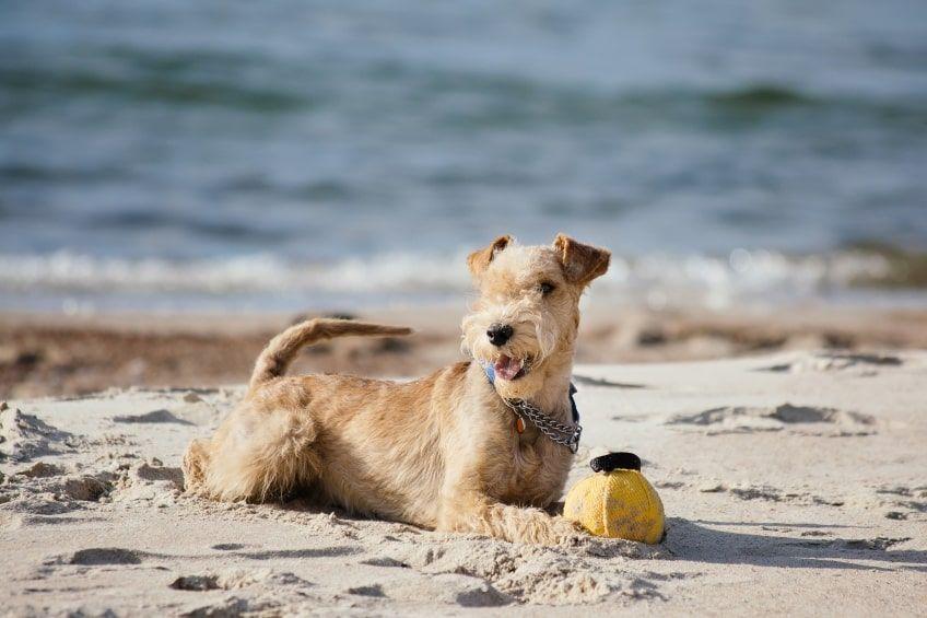 historia rasy lakeland terrier