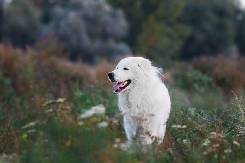 historia rasy maremma