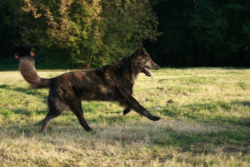 Owczarek holenderski długowłosy w galopie