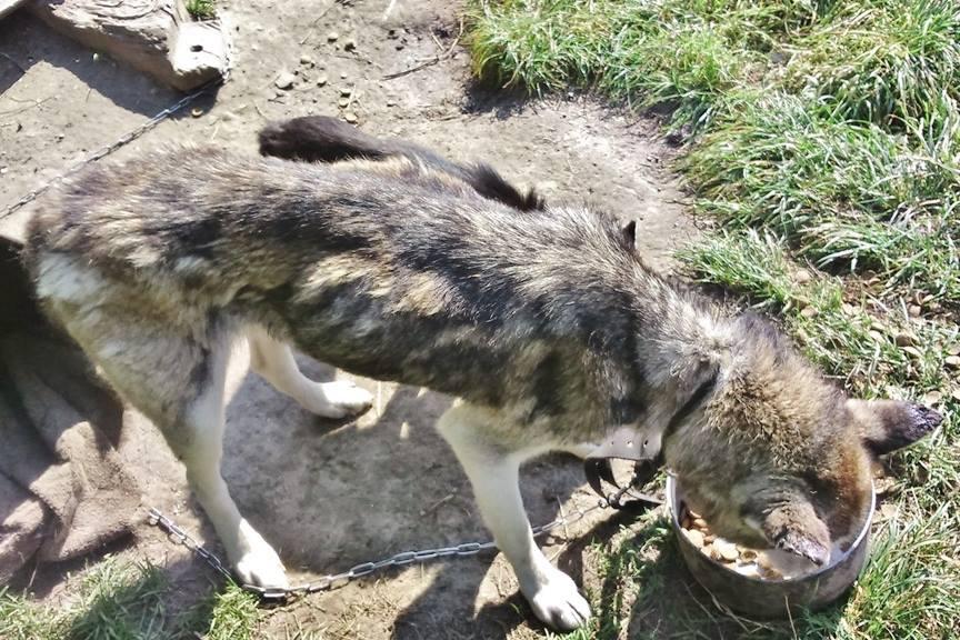 husky